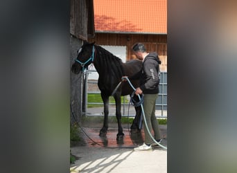 Mustang (americano), Castrone, 8 Anni, 154 cm, Morello