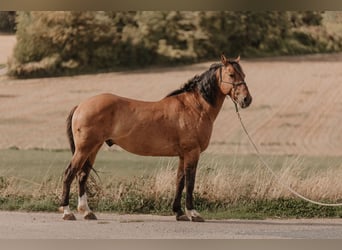 Mustang (americano), Castrone, 8 Anni, 158 cm, Falbo