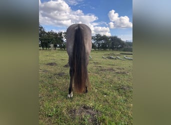 Mustang (americano), Castrone, 8 Anni, 160 cm, Grullo