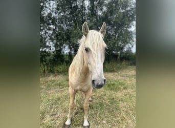 Mustang (americano), Castrone, 9 Anni, 150 cm, Palomino