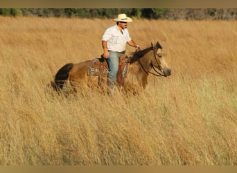 Mustang (americano), Castrone, 9 Anni, 152 cm, Pelle di daino