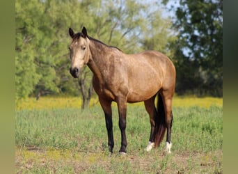 Mustang (americano), Castrone, 9 Anni, 152 cm, Pelle di daino