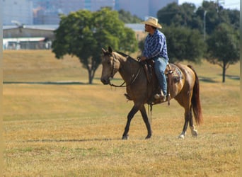 Mustang (americano), Castrone, 9 Anni, 152 cm, Pelle di daino