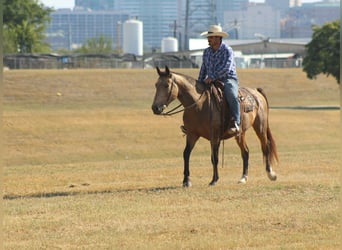 Mustang (americano), Castrone, 9 Anni, 152 cm, Pelle di daino