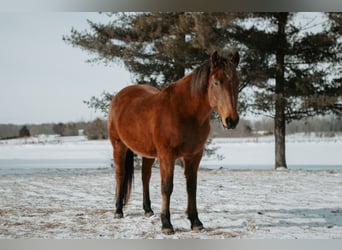 Mustang (americano), Giumenta, 10 Anni, 150 cm, Baio ciliegia