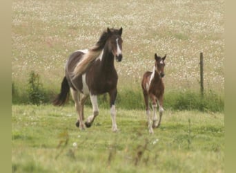 Mustang (americano), Giumenta, 13 Anni, 147 cm, Tobiano-tutti i colori