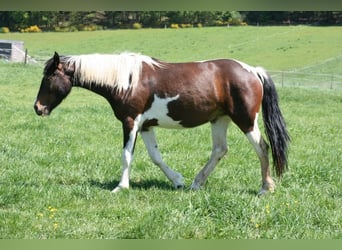 Mustang (americano), Giumenta, 13 Anni, 147 cm, Tobiano-tutti i colori
