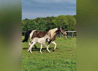 Mustang (americano), Giumenta, 13 Anni, 147 cm, Tobiano-tutti i colori