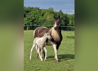 Mustang (americano), Giumenta, 13 Anni, 147 cm, Tobiano-tutti i colori