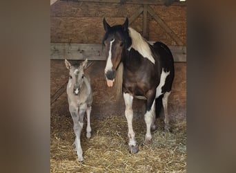 Mustang (americano), Giumenta, 13 Anni, 147 cm, Tobiano-tutti i colori