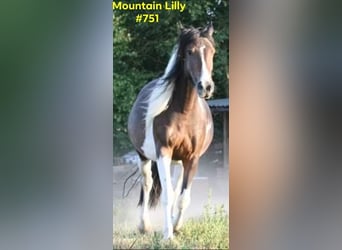 Mustang (americano), Giumenta, 13 Anni, 147 cm, Tobiano-tutti i colori
