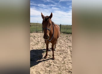 Mustang (americano), Giumenta, 13 Anni, 152 cm, Sauro ciliegia