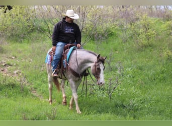 Mustang (americano), Giumenta, 14 Anni, 152 cm, Baio roano