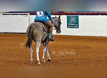 Mustang (americano), Giumenta, 14 Anni, 152 cm, Baio roano