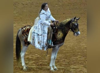 Mustang (americano), Giumenta, 14 Anni, 152 cm, Baio roano