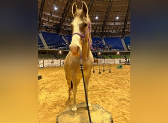 Mustang (americano), Giumenta, 14 Anni, 152 cm, Baio roano