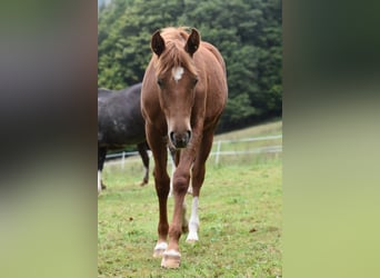 Mustang (americano) Mix, Giumenta, 1 Anno, 153 cm, Sauro
