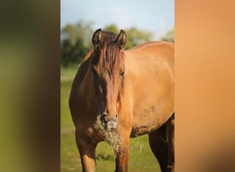 Mustang (americano), Giumenta, 3 Anni, 155 cm, Falbo