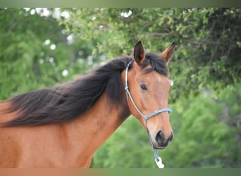 Mustang (americano), Giumenta, 5 Anni, 144 cm, Baio