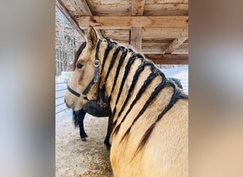 Mustang (americano), Giumenta, 5 Anni, 150 cm, Pelle di daino