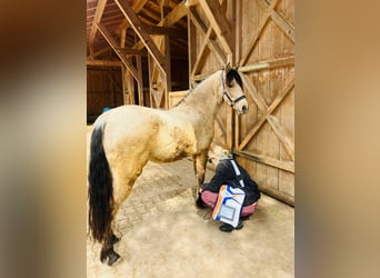 Mustang (americano), Giumenta, 5 Anni, 150 cm, Pelle di daino