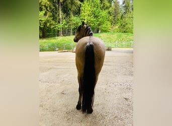 Mustang (americano), Giumenta, 5 Anni, 150 cm, Pelle di daino
