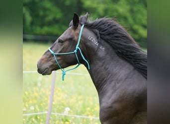 Mustang (americano), Giumenta, 6 Anni, 153 cm, Baio scuro
