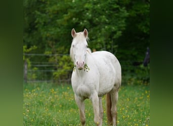 Mustang (americano), Giumenta, 6 Anni, 153 cm, Cremello