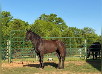 Mustang (americano), Giumenta, 6 Anni, 157 cm, Morello