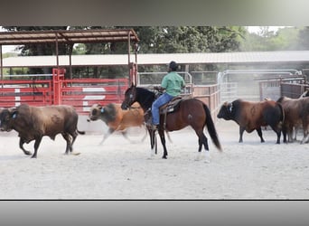Mustang (americano), Giumenta, 6 Anni, Baio ciliegia
