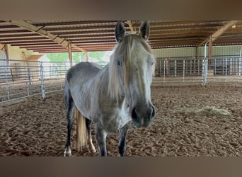 Mustang (americano), Giumenta, 9 Anni, 146 cm, Grigio pezzato