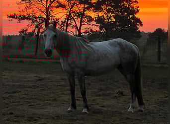 Mustang (americano), Giumenta, 9 Anni, 146 cm, Grigio pezzato