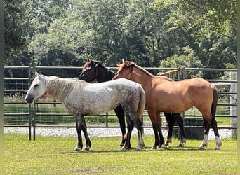 Mustang (americano), Giumenta, 9 Anni, 146 cm, Grigio pezzato