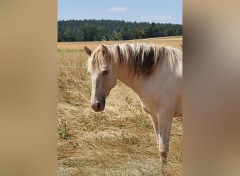Mustang (americano), Stallone, 2 Anni, 150 cm, Champagne