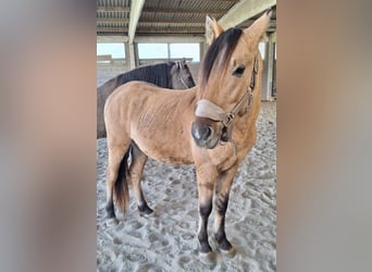 Mustang (americano), Stallone, 2 Anni, 158 cm, Baio chiaro
