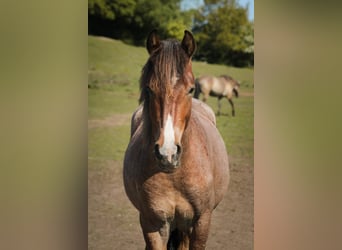 Mustang (americano), Stallone, 3 Anni, 150 cm, Baio roano
