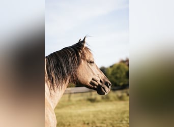 Mustang (americano), Stallone, 9 Anni, 153 cm, Grullo