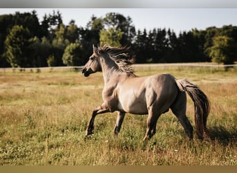 Mustang (americano), Stallone, 9 Anni, 153 cm, Grullo