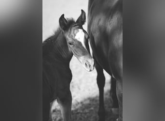 Mustang (americano), Stallone, , 152 cm, Sauro scuro