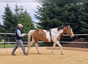 Mustang (americano), Stallone, 4 Anni, 154 cm, Tobiano-tutti i colori
