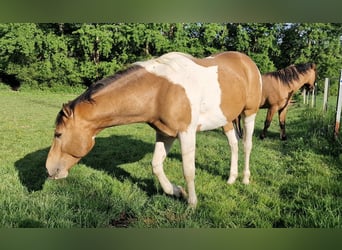 Mustang (americano), Stallone, 4 Anni, 154 cm, Tobiano-tutti i colori