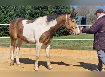 Mustang (americano), Stallone, 4 Anni, 154 cm, Tobiano-tutti i colori