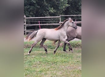 Mustang (amerikaans), Hengst, 1 Jaar, 128 cm, Grullo