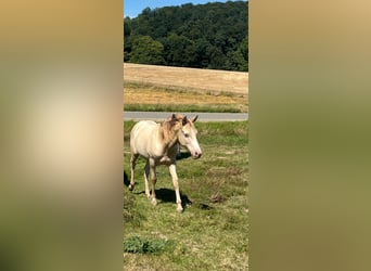 Mustang (amerikaans), Hengst, 1 Jaar, 150 cm, Champagne