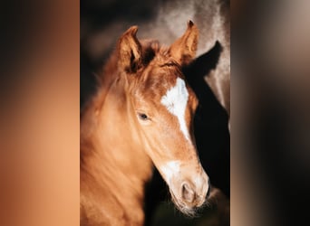 Mustang (amerikaans), Hengst, 1 Jaar, 152 cm, Donkere-vos