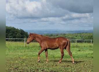 Mustang (amerikaans), Hengst, 1 Jaar, 152 cm, Donkere-vos