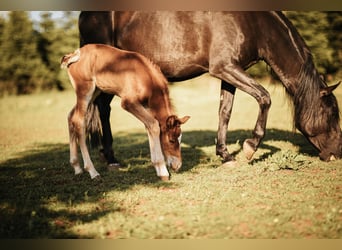 Mustang (amerikaans), Hengst, 1 Jaar, 152 cm, Donkere-vos