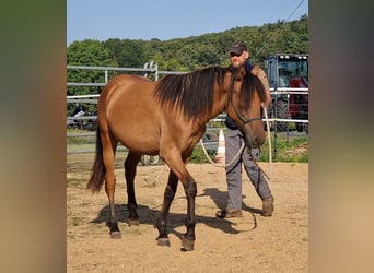 Mustang (amerikaans), Hengst, 1 Jaar, 155 cm, Falbe Mustang (amerikaans), Hengst, 1 Jaar, 155 cm, Falbe