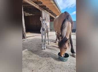 Mustang (amerikaans), Hengst, 1 Jaar, Grullo