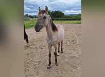 Mustang (amerikaans), Hengst, 1 Jaar, Grullo